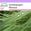 SAFLAX - citronová tráva - Cymbopogon flexosus - 50 Semena Náhled obrázku produktu 6