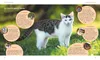 Katzensprache Produktbild-Vorschau 5