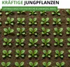 Blumenkohl Erfurt Samen - Brassica oleracea - Produktbild-Vorschau 6