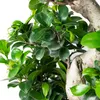 Bloomique – Ficus Ginseng – S-Form – Bonsai – Zimmerpflanze Produktbild-Vorschau 3