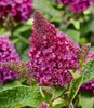 BALDUR Garten Zwerg-Schmetterlingsflieder 'Little Produktbild-Vorschau 2