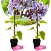 Lot de 2 plants de Paulownia tomentosa (Paulownia), hauteur Voir les images du produit 1