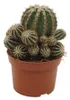 Bauernkaktus - Echinopsis cv. haku-jo maru - 10,5cm Topf - Produktbild-Vorschau 1