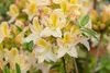 Rhododendron luteum 'Daviesii', gelb, 50–60 cm Produktbild-Vorschau 5