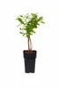 Mirtillo siberiano "Wojtek" circa 60 cm – Lonicera caerulea Anteprima dell’immagine prodotto 3