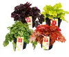 Copri-terreno rustico - Heuchera mix - Estate indiana - 8 Anteprima dell’immagine prodotto 1