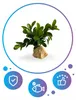 Akvarijní dekorace, umělá akvarijni rostlina do akvária, 13 Náhled obrázku produktu 6
