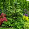 A garden scene with various plants and a fence. Produktbild-Vorschau