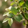 Zynesflora Echter Bonsai Baum Keramik Schale - Produktbild-Vorschau 3