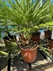 Chamaerops Humilis - europejska palma karłowata - Podgląd zdjęcia produktu 2