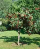 Johannisbeere ´ROVADA´ auf Stamm 70 cm, wurzelnackt Produktbild-Vorschau 5