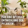 COMPO 14064 COMPO Concime per cactus e succulente, flacone Anteprima dell’immagine prodotto 10