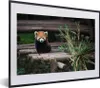 MuchoWow® MuchoWow® Gerahmtes Poster Roter Panda - Bambus - Produktbild-Vorschau 1
