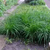GreenboutiQ - Ziergräser - Carex morrowii Irish Green - Produktbild-Vorschau 5