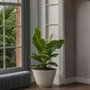 Bananaier nain - Musa 'Oriental Dwarf' - Hauteur 25-40cm - Voir les images du produit 5