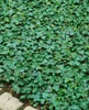 Hedera helix 'Plattensee', Efeu, immergrün, 40–60 cm Produktbild-Vorschau 4