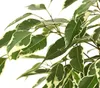 Dehner Birkenfeige Forever, Ficus benjamina, im Sortenmix, Produktbild-Vorschau 4