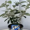 Elaeagnus ebbingei - Wintergrüne Ölweide  | 60-70 cm im Produktbild-Vorschau 2