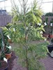 Gelbe Sicheltanne Sekkan Sugi - Cryptomeria japonica Sekkan Produktbild-Vorschau 3