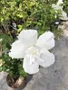 Hibiscus syriacus 'White Chiffon - Garteneibisch, Produktbild-Vorschau 1