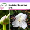 SAFLAX - Skutočný kaparový krík - Capparis spinosa - 25 Náhľad obrázku produktu 10