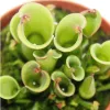 Plante carnivore - Heliamphora - Pot de 9 cm - Pièce rare Voir les images du produit 2