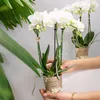 Kolibri Orchids | COMBI DEAL von 2 weißen  Produktbild-Vorschau 10