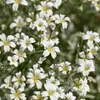 Plants by Frank | 60 Filziges Hornkraut Pflanzen | Produktbild-Vorschau 3
