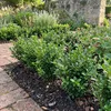 Bloomique - Zestaw 18 szt. - Ilex Crenata Jenny - Podgląd zdjęcia produktu 6