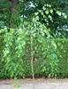 Plačúca breza Betula pendula youngii Plačúca breza výška Náhľad obrázku produktu 1
