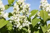 Syringa vulgaris 'Mme Lemoine', Flieder, weiß, 40–60 cm Produktbild-Vorschau 9