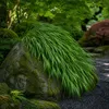 Stauden Gänge 5 x Hakonechloa macra im 1 Liter Topf - Produktbild-Vorschau 2