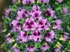 Huckleberry Kaleidoscope für kleine Forscher - Naturschätze Produktbild-Vorschau 9