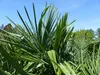 3 Stück XXL Palme winterhart 190 - 220 cm Trachycarpus Produktbild-Vorschau 6