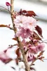 Prunus serrulata 'Royal Burgundy', Zierkirsche, dunkelrosa, Produktbild-Vorschau 2