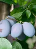 Pflaumenbaum ´JOJO´® Unterlage Myrobalan, wurzelnackt Produktbild-Vorschau 4