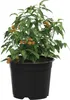 Maison Exclusive - Runder Blumentopf 50 pcs Schwarz Ø 10 x Produktbild-Vorschau 3