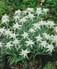 A cluster of white edelweiss flowers with green foliage. Produktbild-Vorschau