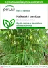 SAFLAX - kalkatský bambus - Dendrocalamus strictus - 50 Náhľad obrázku produktu 1