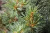 Pinus strobus 'Macopin', Weymouthskiefer, kompakt, 25–30 cm Produktbild-Vorschau 1