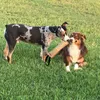 Beisswurst für Hunde, Jute Beisswurst Tauziehen und Produktbild-Vorschau 3