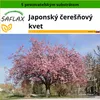 SAFLAX - Japonský čerešňový kvet - Prunus serrulata - 30 Náhľad obrázku produktu 10