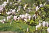 Magnolia soulangiana 'Heaven Scent', Magnolie, rosa Blüten, Produktbild-Vorschau 4