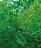 Prunus spinosa, Schlehdorn, 60–100 cm, dornig, heimisch Produktbild-Vorschau 14