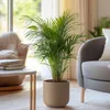 Areka - Dypsis lutescens - Wysokość 60-70cm - ⌀17cm Podgląd zdjęcia produktu 6