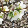 Chinesische Zierquitte Nivalis 2L Produktbild-Vorschau 2