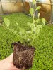 100 Stück, Topf 9cm, Bodendecker kriechend Cotoneaster Produktbild-Vorschau 3