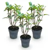 Green boutiQ - Plante de jardin - Hydrangea panniculata Voir les images du produit 2
