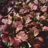 Rodgersia podophylla 'Rotlaub', Schaublatt, rotlaubig, ca. Produktbild-Vorschau 2