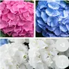 3er-Mix - Hydrangea Macrophylla - Rosa, Blau, Weiß - Produktbild-Vorschau 2